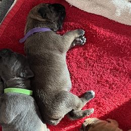 Girl 2 - Fawn Cane Corso puppy in North Tazewell, Virginia from Banner’s Legacy Cane Corso