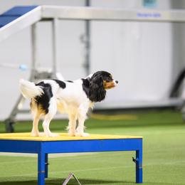 Cavalier King Charles Spaniel All Grown Up from Campbell’s Cavaliers