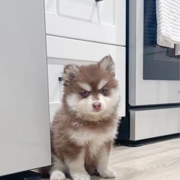 Patches - Red and white female Pomsky puppy in Orange County, California from Pomsky Playpen