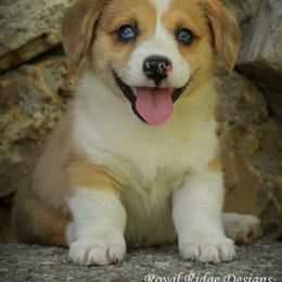 Pembroke Welsh Corgi Puppies from Royal Ridge Corgis