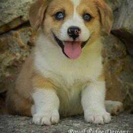 Pembroke Welsh Corgi Puppies from Royal Ridge Corgis