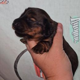 G4 - Sable female Dachshund puppy in Lansing, Michigan from Black Thunder 517 Dachshunds and frenchies