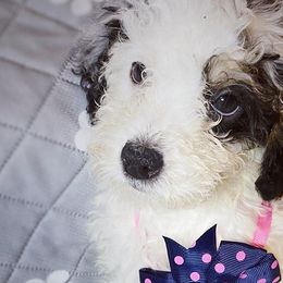 Jingle - Black and white Bernedoodle puppy in Houston, Texas from Jomelkin Furry Pals
