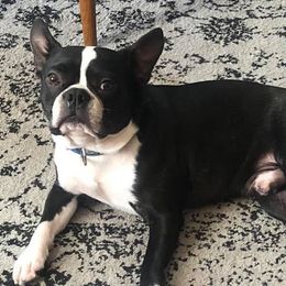 Boston Terriers from Meier’s Gentleman Bostons