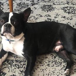 Boston Terriers from Meier’s Gentleman Bostons