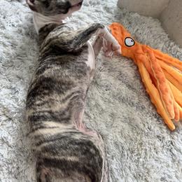 Whippet Puppies from Smithfield Park