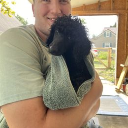 Poodle Puppies from Pawsable Prospects