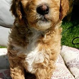 Bernedoodles and Sheepadoodles from Josies perfect doodles