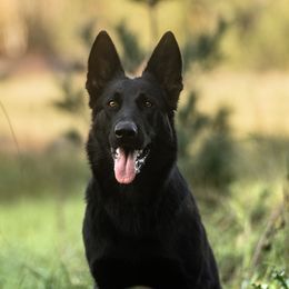 Ritz - German Shepherd