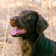 Shiri - Flat-Coated Retriever