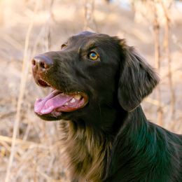 Shiri - Flat-Coated Retriever