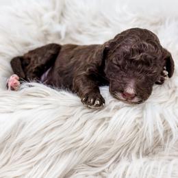 Brown boy - Chocolate male Labradoodle puppy in Davison, Michigan from Dreaming Doodles