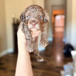 Alfalfa - Chocolate male Goldendoodle puppy in Anthem/Phoenix, Arizona from Ironwood Doodles