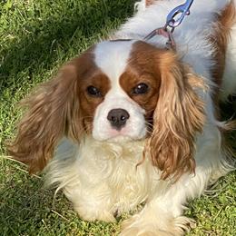 Cavalier King Charles Spaniels from Cascade Cavaliers