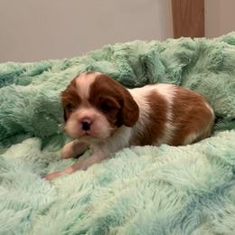 Girl 2 - Blenheim female Cavalier King Charles Spaniel puppy in Honeyville, Utah from Mike and Brandice Brown Performance Animals