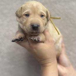 Labrador Retriever Puppies from Kounty Line Kennel LLC