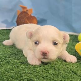 Benny - White and lemon male Maltese puppy in Aurora, Missouri from KnJ Precious Paws LLC