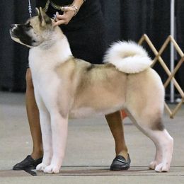 Akita and Basenji All Grown Up from Mariah Akitas & Basenjis