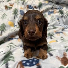 Jerry - Chocolate and tan male Dachshund puppy in Sherwood, Michigan from Patrick's Puppies