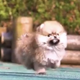 Bernedoodles, Cavapoos, Goldendoodles, and Pomeranians from Petite Posh Puppies