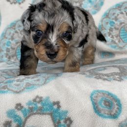 Aussiedoodle and Bernedoodle Puppies from North 40 Doodles