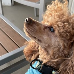 Rexi - Poodle