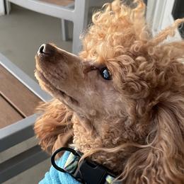 Rexi - Poodle