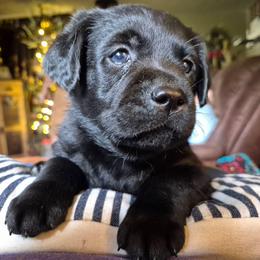 Girl 5 - Aqua Collar - Black female Labrador Retriever puppy in Latrobe, Pennsylvania from Stone Shoe Ranch Labs & Dairy Goats
