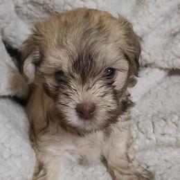 Nala - Fawn sable female Havanese puppy in Greensboro, North Carolina from Bella's Babies