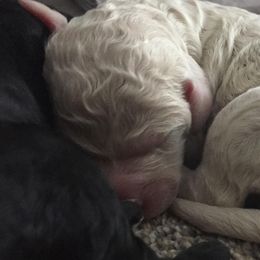 Aussiedoodles from Epic Doodle League