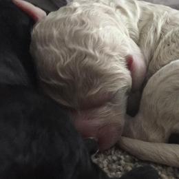 Aussiedoodles from Epic Doodle League