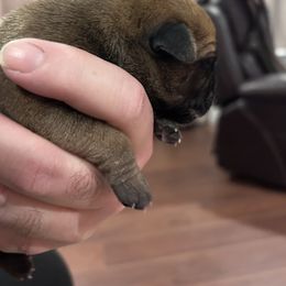 Bullmastiff Puppies from Curnwood’s Bullmastiff’s