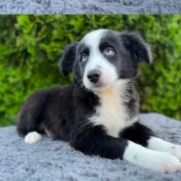 Gus - Black tri male Miniature Australian Shepherd puppy in Hokes Bluff, Alabama from Alegria Toy Aussies