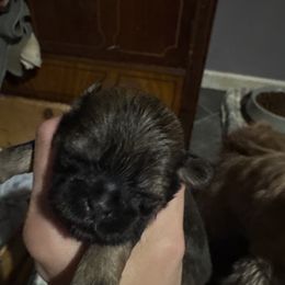 Girl2 - Brindle female Shih Tzu puppy in Hustontown, Pennsylvania from Everts Ranch ShihTzu’s