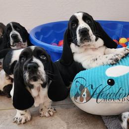 Neytiri - Black and white female Basset Hound puppy in Surprise, Arizona from Howlin Hounds