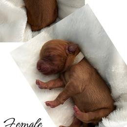 Golden Retriever Puppies from Rosie’s Goldies