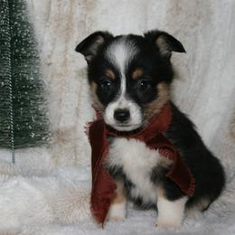 Daisy - Black female Companion Cross puppy in Fairview, South Dakota from Dakota Toy Aussies