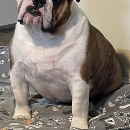 French Bulldog Puppies from Follow Farm French and English Bulldogs