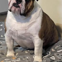 French Bulldog Puppies from Follow Farm French and English Bulldogs