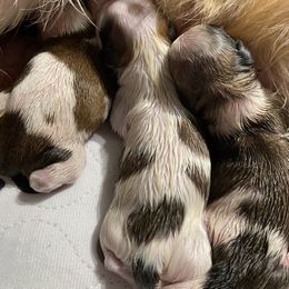 Shih Tzu Puppies from Anthony's Babies Shih Tzu's