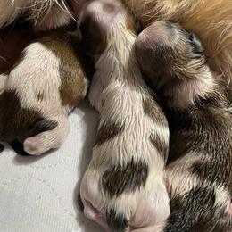Shih Tzu Puppies from Anthony's Babies Shih Tzu's