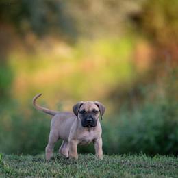 Fawn - ears are cropped - Fawn female Perro de Presa Canario puppy in Leitchfield, Kentucky from Rey Gladiador Presa Canario