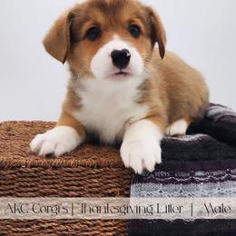 Cranberry - Red male Pembroke Welsh Corgi puppy in Pine Village, Indiana from NL Horsemanship