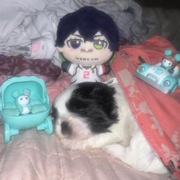 Shih Tzu Puppies from The Lion dog Shih Tzu