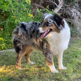 Jessie - Australian Shepherd