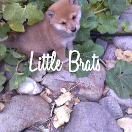 Red - Red male Shiba Inu puppy in Colorado Springs, Colorado from Little Brats