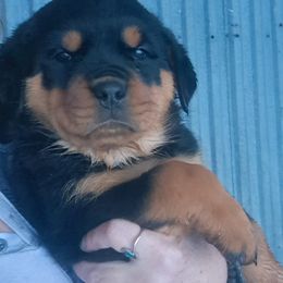 Boy 1 - Black and mahogany male Rottweiler puppy in De Witt, Iowa from Irish Eyes Kennels