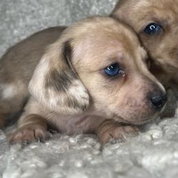 Dior - Dapple male Dachshund puppy in Tulare, California from Dreamy Creamies