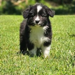 Cedar - Black and white male Border Collie puppy in Olney, Illinois from Heronwood Border Collies