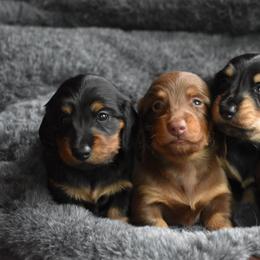 Dachshund puppies from Happy Little Doxies